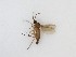  (Chaetosciara sp. 2_TM - TMM-13)  @11 [ ] CreativeCommons  Attribution
Non-Commercial Share-Alike (2019) Unspecified Zhejiang A&F University