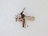  (Bradysiopsis sp. 1_TM - TMM-21)  @11 [ ] CreativeCommons  Attribution
Non-Commercial Share-Alike (2019) Unspecified Zhejiang A&F University