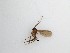  ( - TMM-238)  @11 [ ] CreativeCommons  Attribution
Non-Commercial Share-Alike (2019) Unspecified Zhejiang A&F University