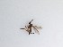  ( - TMM-247)  @11 [ ] CreativeCommons  Attribution
Non-Commercial Share-Alike (2019) Unspecified Zhejiang A&F University