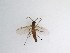  ( - TMM-32)  @11 [ ] CreativeCommons  Attribution
Non-Commercial Share-Alike (2019) Unspecified Zhejiang A&F University