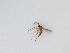  (Sciaridae_genus_JH01 sp. 23_TM - TMM-564)  @11 [ ] CreativeCommons  Attribution
Non-Commercial Share-Alike (2019) Unspecified Zhejiang A&F University