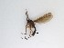 ( - TMM-60)  @13 [ ] CreativeCommons  Attribution
Non-Commercial Share-Alike (2019) Unspecified Zhejiang A&F University