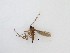  ( - TMM-75)  @11 [ ] CreativeCommons  Attribution
Non-Commercial Share-Alike (2019) Unspecified Zhejiang A&F University