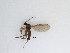  ( - TMM-923)  @11 [ ] CreativeCommons  Attribution
Non-Commercial Share-Alike (2019) Unspecified Zhejiang A&F University
