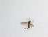  ( - TMM-F101)  @11 [ ] CreativeCommons  Attribution
Non-Commercial Share-Alike (2019) Unspecified Zhejiang A&F University