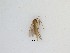  (Sciaridae_genus_JH01 sp. 31_TM - TMM-F32)  @11 [ ] CreativeCommons  Attribution
Non-Commercial Share-Alike (2019) Unspecified Zhejiang A&F University