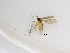  (Sciaridae_genus_JH01 sp. 81_TM - TMM-F60)  @12 [ ] CreativeCommons  Attribution
Non-Commercial Share-Alike (2019) Unspecified Zhejiang A&F University