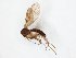  ( - TSZD-JKJ-107209)  @11 [ ] CreativeCommons - Attribution Non-Commercial Share-Alike (2019) Unspecified Tromsø University Museum
