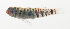  ( - SCIL-037)  @11 [ ] CreativeCommons  Attribution Non-Commercial (by-nc) (2014) Unspecified Smithsonian Institution National Museum of Natural History