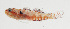  ( - SCIL-057)  @11 [ ] CreativeCommons  Attribution Non-Commercial (by-nc) (2014) Unspecified Smithsonian Institution National Museum of Natural History