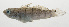  ( - SCIL-062)  @11 [ ] CreativeCommons  Attribution Non-Commercial (by-nc) (2014) Unspecified Smithsonian Institution National Museum of Natural History