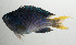  ( - SCIL-069)  @11 [ ] CreativeCommons  Attribution Non-Commercial (by-nc) (2014) Unspecified Smithsonian Institution National Museum of Natural History