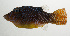  ( - SCIL-072)  @11 [ ] CreativeCommons  Attribution Non-Commercial (by-nc) (2014) Unspecified Smithsonian Institution National Museum of Natural History