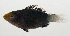  (Scarus altipinnis - SCIL-076)  @11 [ ] CreativeCommons  Attribution Non-Commercial (by-nc) (2014) Unspecified Smithsonian Institution National Museum of Natural History