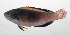 ( - SCIL-079)  @11 [ ] CreativeCommons  Attribution Non-Commercial (by-nc) (2014) Unspecified Smithsonian Institution National Museum of Natural History