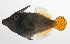  ( - SCIL-083)  @11 [ ] CreativeCommons  Attribution Non-Commercial (by-nc) (2014) Unspecified Smithsonian Institution National Museum of Natural History