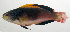  ( - SCIL-086)  @11 [ ] CreativeCommons  Attribution Non-Commercial (by-nc) (2014) Unspecified Smithsonian Institution National Museum of Natural History