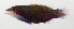  ( - SCIL-088)  @11 [ ] CreativeCommons  Attribution Non-Commercial (by-nc) (2014) Unspecified Smithsonian Institution National Museum of Natural History