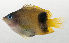  ( - SCIL-092)  @11 [ ] CreativeCommons  Attribution Non-Commercial (by-nc) (2014) Unspecified Smithsonian Institution National Museum of Natural History