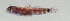  (Eviota dorsimaculata - SCIL-099)  @11 [ ] CreativeCommons  Attribution Non-Commercial (by-nc) (2014) Unspecified Smithsonian Institution National Museum of Natural History