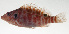  ( - SCIL-108)  @11 [ ] CreativeCommons  Attribution Non-Commercial (by-nc) (2014) Unspecified Smithsonian Institution National Museum of Natural History