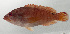  ( - SCIL-117)  @11 [ ] CreativeCommons  Attribution Non-Commercial (by-nc) (2014) Unspecified Smithsonian Institution National Museum of Natural History