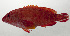  ( - SCIL-118)  @11 [ ] CreativeCommons  Attribution Non-Commercial (by-nc) (2014) Unspecified Smithsonian Institution National Museum of Natural History