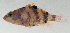 ( - SCIL-127)  @11 [ ] CreativeCommons  Attribution Non-Commercial (by-nc) (2014) Unspecified Smithsonian Institution National Museum of Natural History