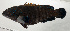  ( - SCIL-137)  @11 [ ] CreativeCommons  Attribution Non-Commercial (by-nc) (2014) Unspecified Smithsonian Institution National Museum of Natural History