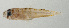  ( - SCIL-149)  @11 [ ] CreativeCommons  Attribution Non-Commercial (by-nc) (2014) Unspecified Smithsonian Institution National Museum of Natural History