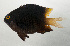  ( - SCIL-174)  @11 [ ] CreativeCommons  Attribution Non-Commercial (by-nc) (2014) Unspecified Smithsonian Institution National Museum of Natural History