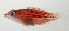  ( - SCIL-178)  @11 [ ] CreativeCommons  Attribution Non-Commercial (by-nc) (2014) Unspecified Smithsonian Institution National Museum of Natural History