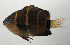  ( - SCIL-211)  @11 [ ] CreativeCommons  Attribution Non-Commercial (by-nc) (2014) Unspecified Smithsonian Institution National Museum of Natural History