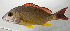  ( - SCIL-220)  @11 [ ] CreativeCommons  Attribution Non-Commercial (by-nc) (2014) Unspecified Smithsonian Institution National Museum of Natural History