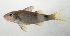  ( - SCIL-234)  @11 [ ] CreativeCommons  Attribution Non-Commercial (by-nc) (2014) Unspecified Smithsonian Institution National Museum of Natural History