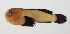  ( - SCIL-239)  @11 [ ] CreativeCommons  Attribution Non-Commercial (by-nc) (2014) Unspecified Smithsonian Institution National Museum of Natural History