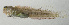  ( - SCIL-241)  @11 [ ] CreativeCommons  Attribution Non-Commercial (by-nc) (2014) Unspecified Smithsonian Institution National Museum of Natural History