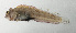  ( - SCIL-245)  @11 [ ] CreativeCommons  Attribution Non-Commercial (by-nc) (2014) Unspecified Smithsonian Institution National Museum of Natural History