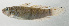  ( - SCIL-268)  @11 [ ] CreativeCommons  Attribution Non-Commercial (by-nc) (2014) Unspecified Smithsonian Institution National Museum of Natural History