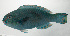  ( - SCIL-279)  @11 [ ] CreativeCommons  Attribution Non-Commercial (by-nc) (2014) Unspecified Smithsonian Institution National Museum of Natural History
