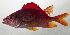  ( - SCIL-282)  @11 [ ] CreativeCommons  Attribution Non-Commercial (by-nc) (2014) Unspecified Smithsonian Institution National Museum of Natural History