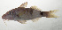  ( - SCIL-283)  @11 [ ] CreativeCommons  Attribution Non-Commercial (by-nc) (2014) Unspecified Smithsonian Institution National Museum of Natural History