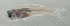  ( - SCIL-294)  @11 [ ] CreativeCommons  Attribution Non-Commercial (by-nc) (2014) Unspecified Smithsonian Institution National Museum of Natural History