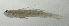 (Vanderhorstia ornatissima - SCIL-310)  @11 [ ] CreativeCommons  Attribution Non-Commercial (by-nc) (2014) Unspecified Smithsonian Institution National Museum of Natural History