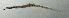  ( - SCIL-312)  @11 [ ] CreativeCommons  Attribution Non-Commercial (by-nc) (2014) Unspecified Smithsonian Institution National Museum of Natural History