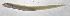  ( - SCIL-318)  @11 [ ] CreativeCommons  Attribution Non-Commercial (by-nc) (2014) Unspecified Smithsonian Institution National Museum of Natural History