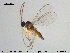  (Scatopsciara pusilla - TRD-Sci016)  @12 [ ] CreativeCommons - Attribution Non-Commercial Share-Alike (2015) NTNU University Museum, Department of Natural History NTNU University Museum, Department of Natural History