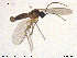  (Bradysia polonica - TRD-Sci028)  @12 [ ] CreativeCommons - Attribution Non-Commercial Share-Alike (2015) NTNU University Museum, Department of Natural History NTNU University Museum, Department of Natural History