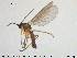  (Lycoriella acutostylia - TRD-Sci096)  @12 [ ] CreativeCommons - Attribution Non-Commercial Share-Alike (2015) NTNU University Museum, Department of Natural History NTNU University Museum, Department of Natural History